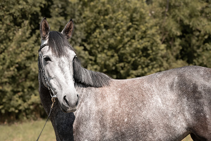 stichbachhof_belladonna