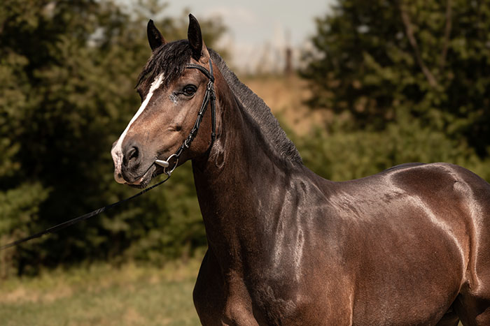 stichbachhof_savannah